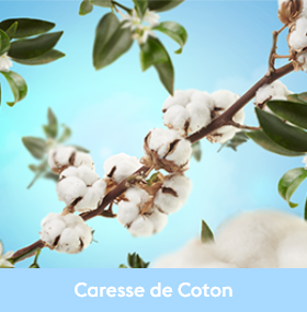 caresse de coton