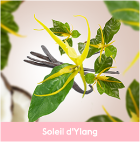 soleil d'ylang