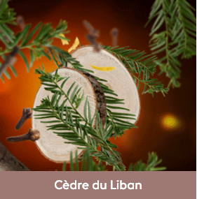 Parfum Cedre du Liban