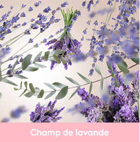 Parfum Champs de Lavande