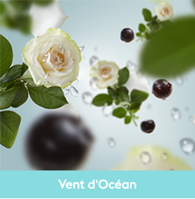 Parfum Vent d'Océan